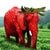 د سکې لنډیز Real Strawberry Elephant